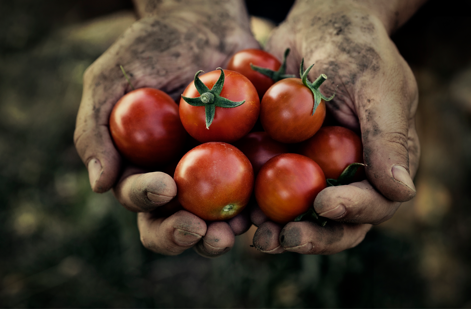 b01eeb_header_tomaten